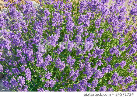 盛開在花田的北海道薰衣草花 盛開在花田的北海道薰衣草花 84571724