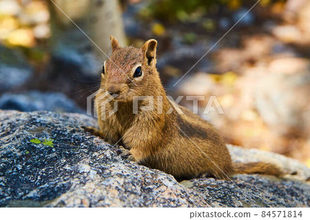 Chipmunk detail on rock Chipmunk detail on rock 84571814