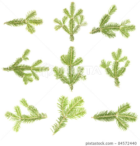 Nine spruce branch isolated on white background. High resolution photo. 84572440
