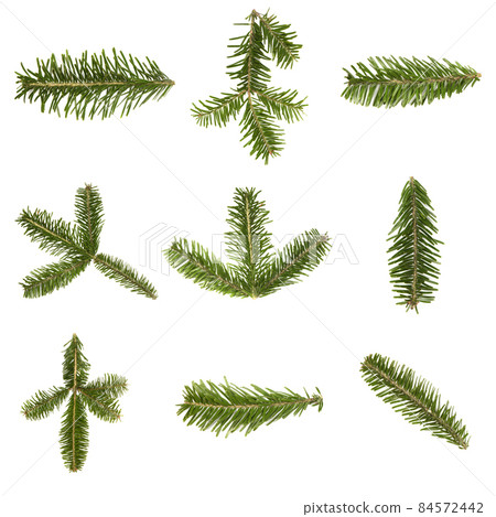 Nine spruce branch isolated on white background. High resolution photo. 84572442