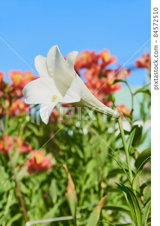 復活節百合花在晴朗的日子在花園裡綻放 復活節百合花在晴朗的日子在花園裡綻放 84572510
