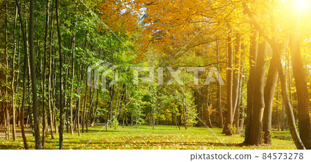 autumn park with the yellow trees and sun. Wide photo. 84573278