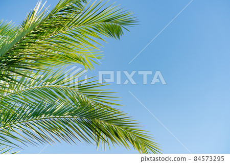 branches of a palm tree against a blue sky. vegetation of the tropics. branches of a palm tree against a blue sky. vegetation of the tropics. 84573295