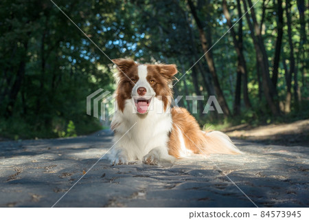 Adorable Border Collie puppy sitting on the ground. Four months old fluffy puppy in the park. 84573945