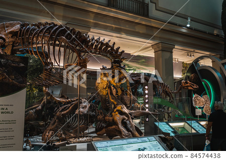 Tyrannosaurus Rex Fossil Exhibit in Smithsonian Tyrannosaurus Rex Fossil Exhibit in Smithsonian 84574438