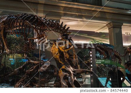 Tyrannosaurus Rex Fossil Exhibit in Smithsonian 84574440