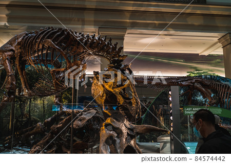 Tyrannosaurus Rex Fossil Exhibit in Smithsonian Tyrannosaurus Rex Fossil Exhibit in Smithsonian 84574442