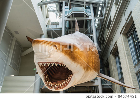 Megalodon Shark replica mount in Smithsonian 84574451