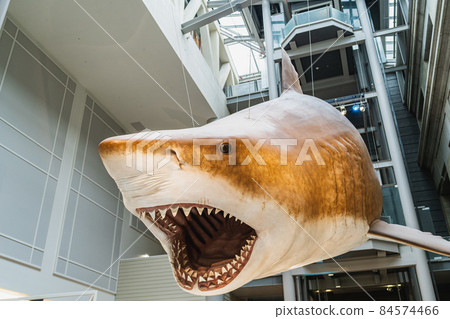 Megalodon Shark replica mount in Smithsonian Megalodon Shark replica mount in Smithsonian 84574466