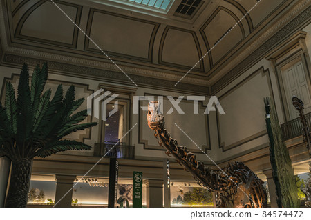 Long Neck Dinosaur Fossil Exhibit in Smithsonian Long Neck Dinosaur Fossil Exhibit in Smithsonian 84574472