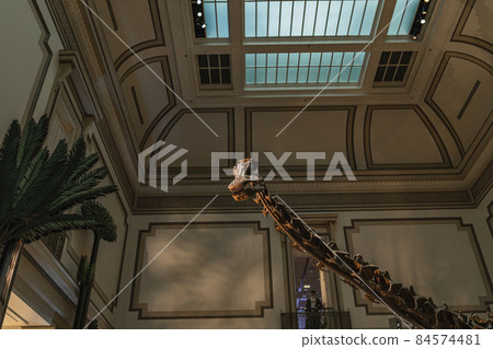 Long Neck Dinosaur Fossil Exhibit in Smithsonian 84574481