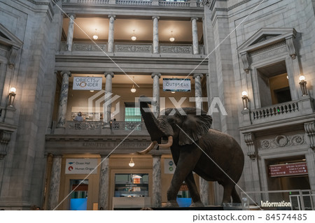 Elephant replica mount in Smithsonian 84574485