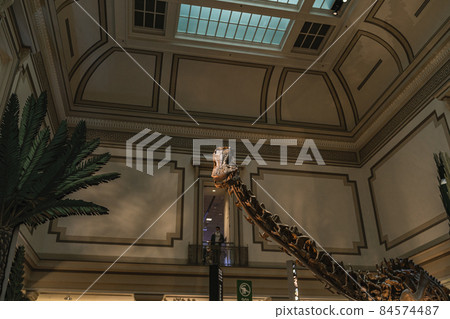 Long Neck Dinosaur Fossil Exhibit in Smithsonian 84574487
