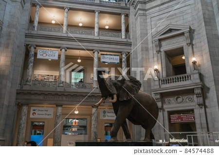 Elephant replica mount in Smithsonian Elephant replica mount in Smithsonian 84574488