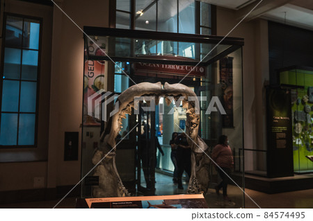 Megalodon Shark Jaw replica mount in Smithsonian Megalodon Shark Jaw replica mount in Smithsonian 84574495