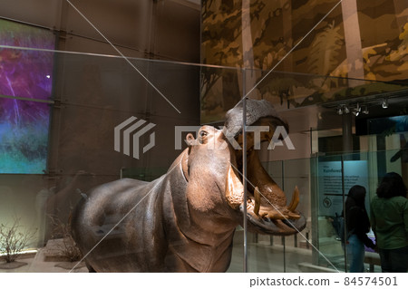 Hippo replica mount in Smithsonian Hippo replica mount in Smithsonian 84574501