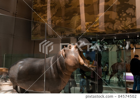 Hippo replica mount in Smithsonian Hippo replica mount in Smithsonian 84574502