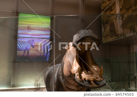 Hippo replica mount in Smithsonian Hippo replica mount in Smithsonian 84574503