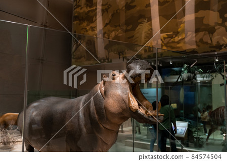 Hippo replica mount in Smithsonian Hippo replica mount in Smithsonian 84574504