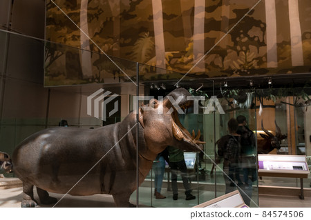 Hippo replica mount in Smithsonian Hippo replica mount in Smithsonian 84574506