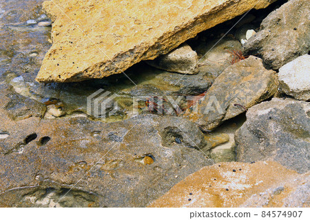 Tiny tiny crab Tiny tiny crab 84574907