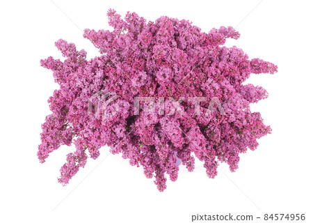 Purple lilac flowers Purple lilac flowers 84574956