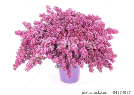 Purple lilac flowers Purple lilac flowers 84574957