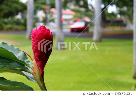 The flower and the car 84575123