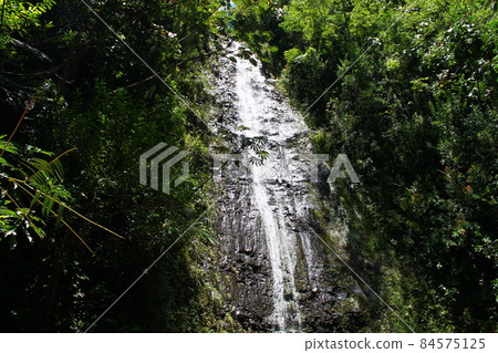 Forest waterfall in Honolulu with the trees of the jungle 84575125