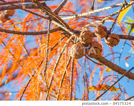 Fall color in Mitch Park 84575324