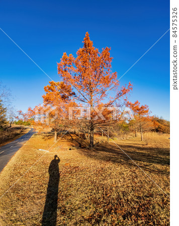 Fall color in Mitch Park 84575326