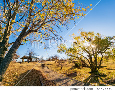 Fall color in Mitch Park 84575330