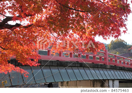 京都府宇治市 紅橋與楓葉 84575463