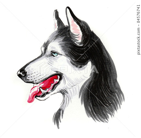 Husky dog head. Ink and watercolour drawing Husky dog head. Ink and watercolour drawing 84576741