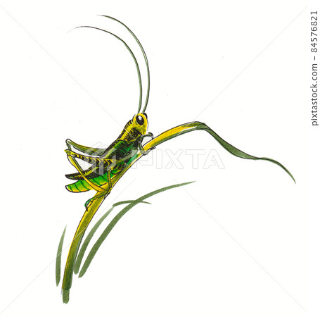 Green grasshopper. Ink and watercolour drawing Green grasshopper. Ink and watercolour drawing 84576821