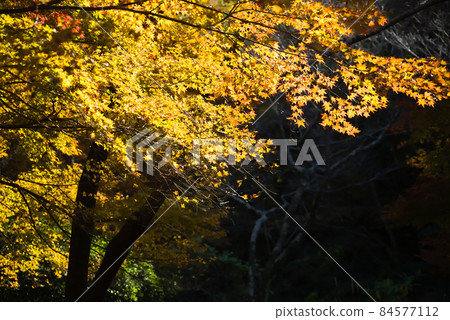 藺Mutaike的秋葉 84577112