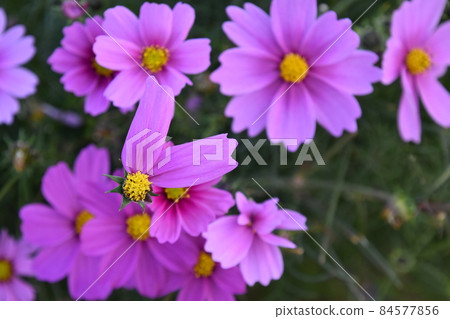 Kyoto Prefectural Botanic Garden 84577856