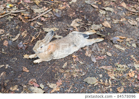 [奧之島] 在休香村放鬆的兔子 84578096