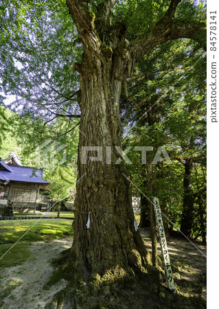Daiiwami Shrine Ohatsuki Taiko Ginkgo, Nichinan Town, Tottori Prefecture 84578141