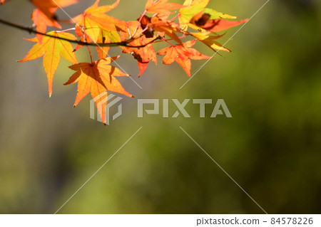 Kyoto Prefectural Botanic Garden 84578226