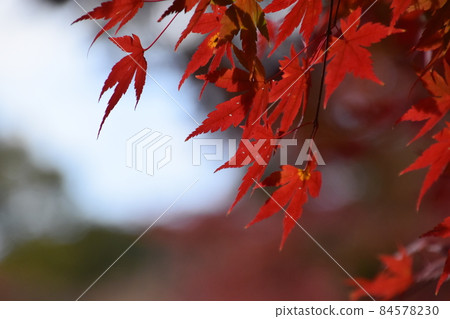 Kyoto Prefectural Botanic Garden Kyoto Prefectural Botanic Garden 84578230