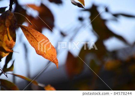 Kyoto Prefectural Botanic Garden 84578244