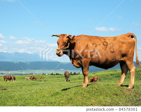 Cows grazing along the Aso mountain trail Yoshida line Kurabaru, Aso City, Kumamoto Prefecture 84578301
