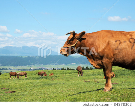Cows grazing along the Aso mountain trail Yoshida line Kurabaru, Aso City, Kumamoto Prefecture 84578302