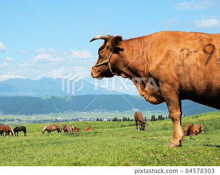 Cows grazing along the Aso mountain trail Yoshida line Kurabaru, Aso City, Kumamoto Prefecture Cows grazing along the Aso mountain trail Yoshida line Kurabaru, Aso City, Kumamoto Prefecture 84578303