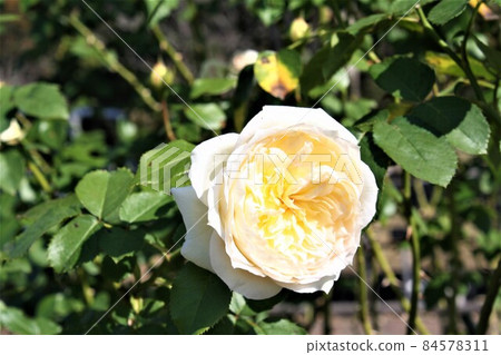 Rose (French flower) Tchaikovsky 84578311