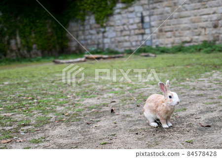 [Okunoshima] Northern Cannon Battery Remnant and Rabbit 84578428