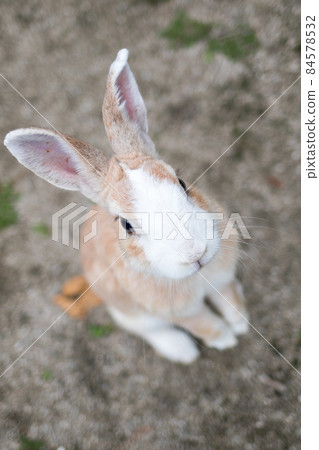 [Okunoshima] A cute rabbit from Kyukamura 84578532