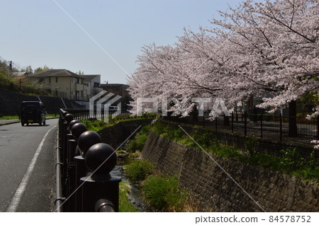 八王子市孝江河畔的櫻花，八王子南野站前 84578752