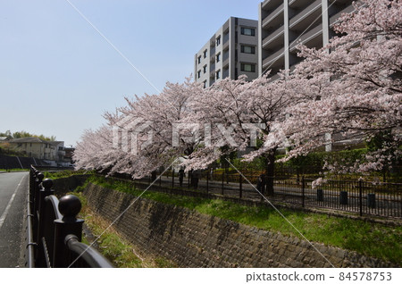 八王子市孝江河畔的櫻花，八王子南野站前 84578753